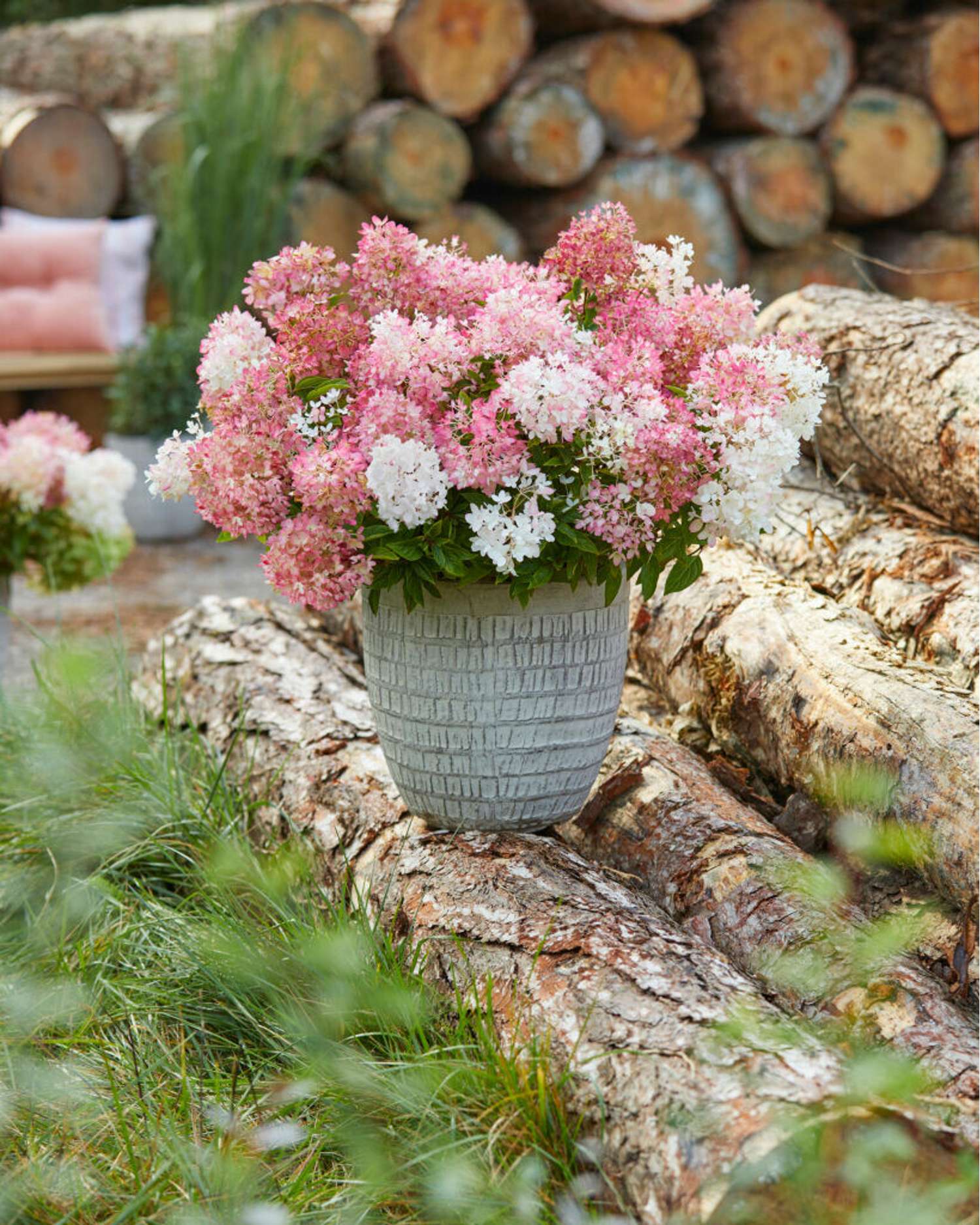 Hortensia 'Groundbreaker® Blush'